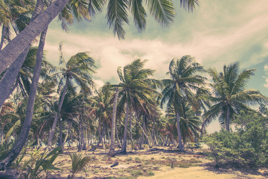 Uninhabited Island With Palm Trees. Retro Style.