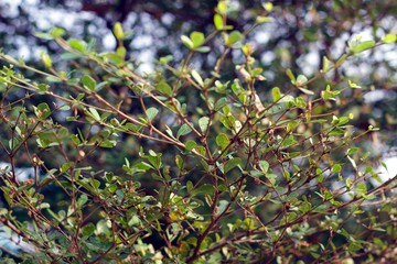 branch of tree in spring