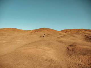 Mascotas desierto