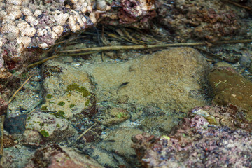 a backwater on the rocks of the Kata beach of the Phuket island of Thailand