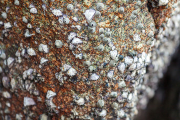 coquina on the rocks of the Kata beach of the Phuket island of Thailand