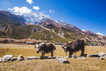 Yaks in Himalayan mountains. Nepal