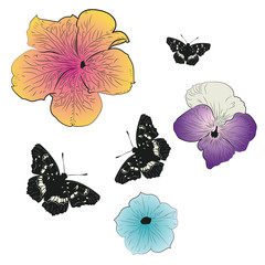 Black butterfly with petunia