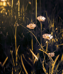Beautiful daisy flower blossom on wild field in sunset light. Soft focus. Creative dark low key toned. Greeting card template. Nature background. Copy space