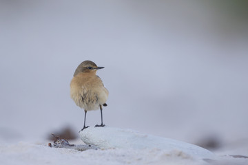 A close-up of a northern wheatear (Oenanthe oenanthe) foraging on the beach of Heligoland. Foraging on white coloured sand with red stones and twigs.