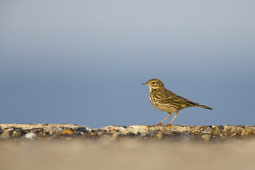 An image of a meadow pipit (Anthus pratensis) foraging on a concrete plate on Heligoland island. In a morning golden light with a blue sky behind the bird.