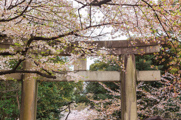 Beautiful sakura cherry blossom in Ueno park, spring season at Tokyo, Japan
