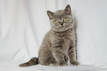 british blue kitten at a white curtain