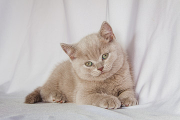 british blue kitten at a white curtain
