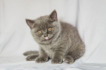 british blue kitten at a white curtain