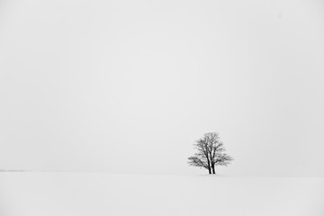 A lonely standing tree stands in a snowy field.