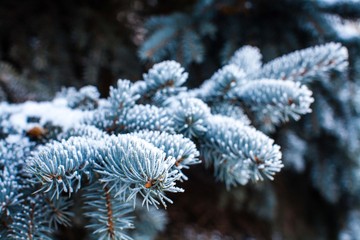 blue spruce branches with needles covered with frost