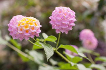rosy flowers in a greenhouse are blossominjg