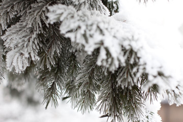 Branch of a pine tree after a snowfal in a cold weather