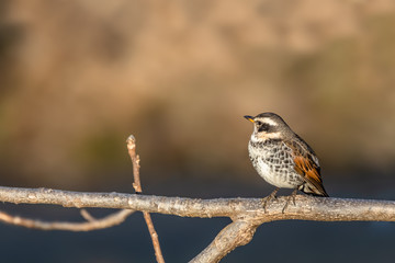 枝に止まるツグミ