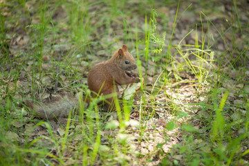 a squirrel is eating bread in summer on thr ground