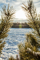 View on the freezing siberian river in winter through the pine tree branches