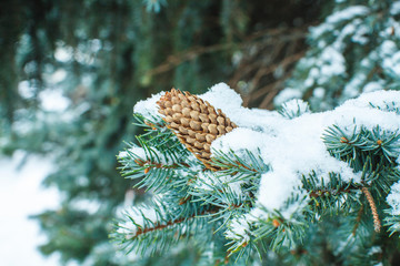 Branch of a blue spruce after a snowfall in a cold weather
