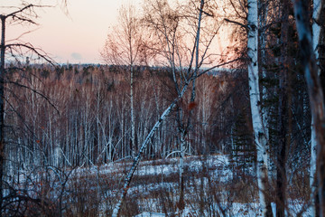 in the woods at dusk in winter