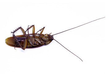  cockroach on white background