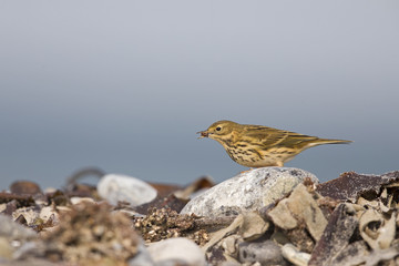 A close-up of a meadow pipit (Anthus pratensis) foraging on the beach of Heligoland. Hunting between stones and twigs.