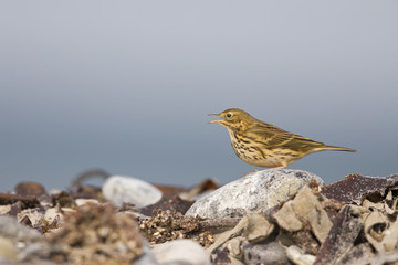 A close-up of a meadow pipit (Anthus pratensis) foraging on the beach of Heligoland. Hunting between stones and twigs.
