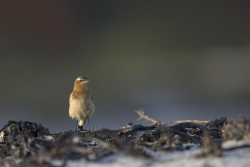 A northern wheatear (Oenanthe oenanthe) foraging on the beach of Heligoland. White coloured sand with dark stones and twigs