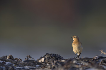 A northern wheatear (Oenanthe oenanthe) foraging on the beach of Heligoland. White coloured sand with dark stones and twigs