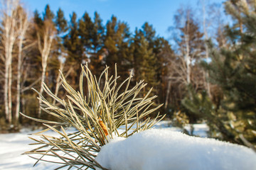 View on the freezing siberian river in winter through the pine tree branches