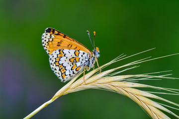 Closeup  beautiful butterflies sitting on flower