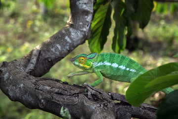 Green chameleon moves along the tree trunk in the jungle of Nosy Be Island, Madagascar
