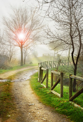 path in misty park