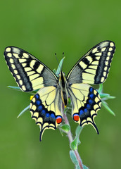 Obraz na płótnie Canvas Closeup beautiful butterflies sitting on flower