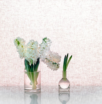 Hyacinth flowers in glass vases against canvas background.