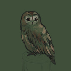 Sketch style illustration with owl. Cute little owl character. Bird creature.