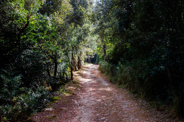 camino en el bosque