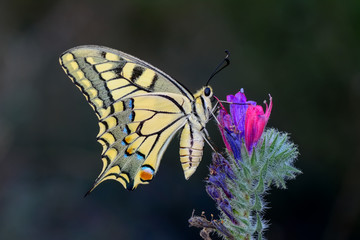 Closeup  beautiful butterflies sitting on flower