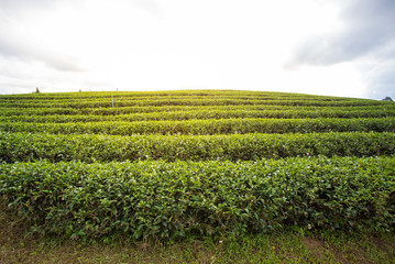 Green tea plantation with golden light in the afternoon