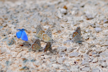 Closeup  beautiful butterflies sitting on road
