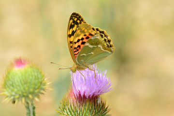 Closeup  beautiful butterflies sitting on flower