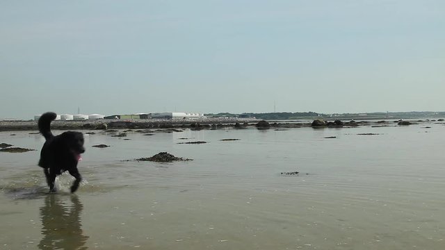 Single dod running in shallow sea water.