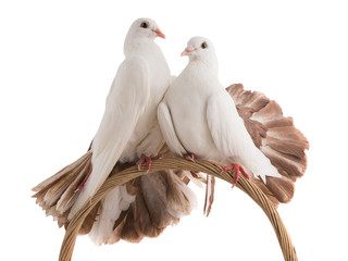 male and female dove peacock isolated