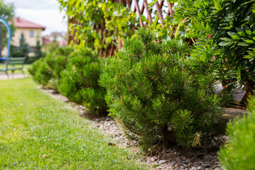 Alley in the park, trees, bushes, lawn