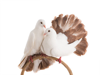 male and female dove peacock isolated