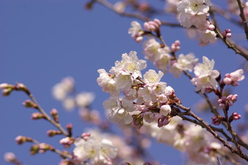 十六日桜（Jūrokunichi Sakura）