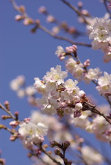 十六日桜（Jūrokunichi Sakura）