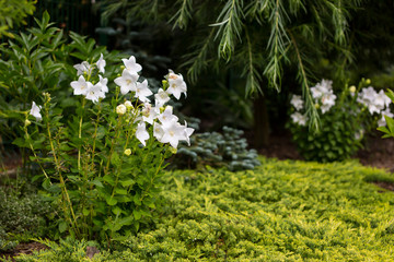Alley in the park, trees, bushes, lawn