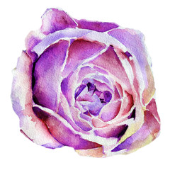 rose watercolor. stem. background