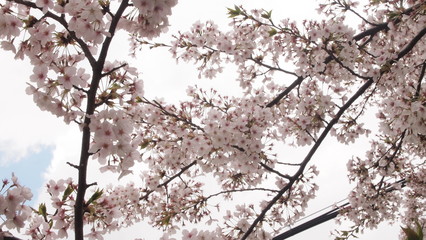 Cherry blossom