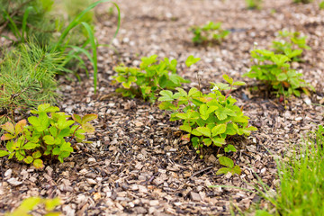 Alley in the park, trees, bushes, lawn